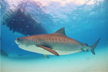 TIBURÓN TIGRE foto: Albert Kok