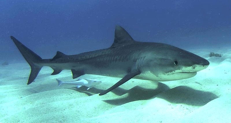 Tiburón tigre