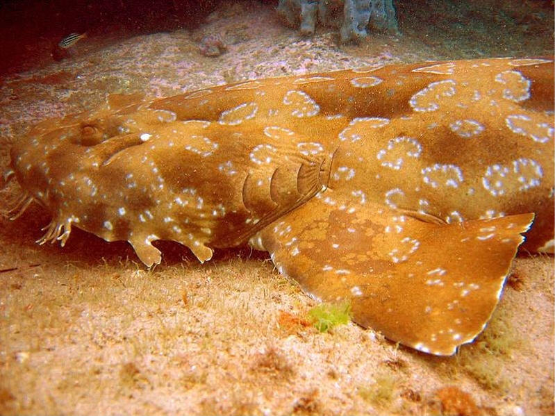 Tiburones alfombra