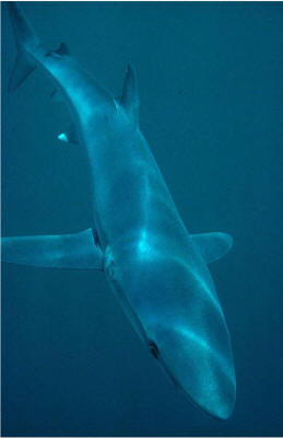 TIBURÓN AZUL