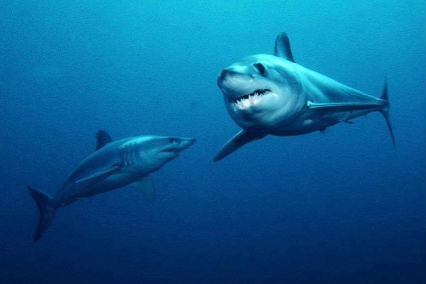 Tiburones mako