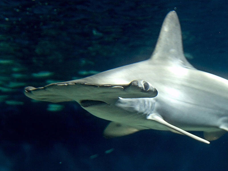 Tiburones martillo