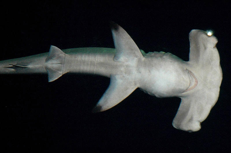 hammerhead