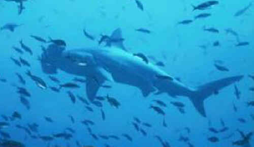 Tiburones martillo