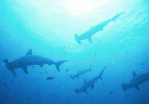 Tiburones martillo
