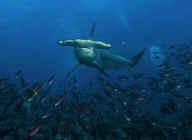 Tiburones martillo