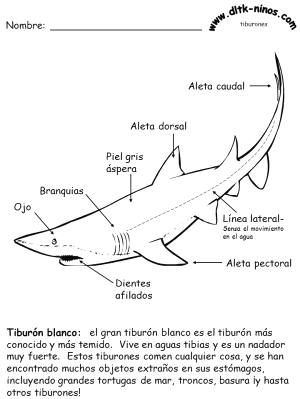 Actividades de tiburones