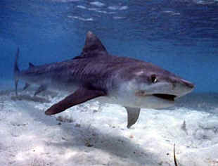 Tiburón tigre