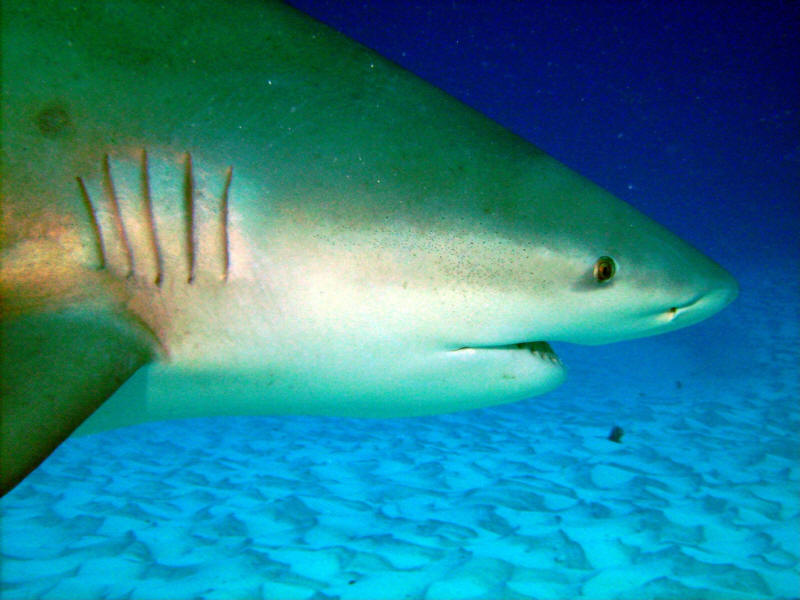 tiburón toro