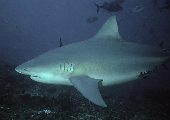 tiburón toro