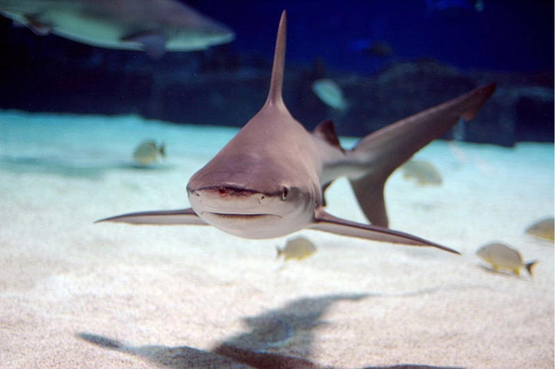 Tiburones trozo - foto de Jeff Kubina