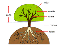 Partes de un árbol