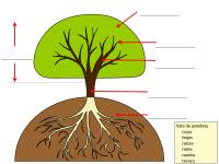 Partes de un árbol