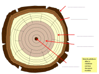Parts of a Trunk - Fill in the Blanks