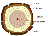 Parts of a Trunk
