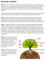 Information About Trees