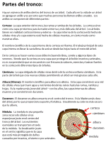 Information About Trees