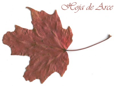 las hojas cambian de color en el otoño