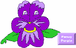 Amigo de colores Pansy Purpura