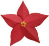 Poinsettia
