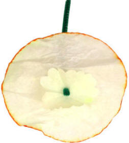 Manualidad de narciso con filtro de café
