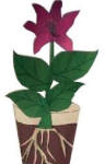 Aprendamos sobre flores