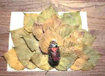 Pavo con hojas de otoño