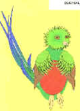 Manualidad de papel el Quetzal