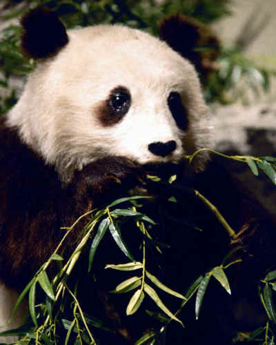 Panda gigante