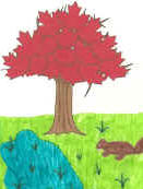 Árbol de Canadá