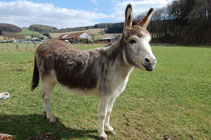 Rompecabeza en línea - burro