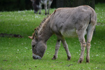 Rompecabeza en línea - burro gris