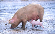 Rompecabeza en línea - cerdito