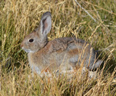 Rompecabeza en línea - conejo de rabo blanco del desierto