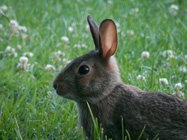 Rompecabeza en línea - conejos