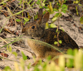 Rompecabeza en línea - conejo del pantano