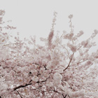 rompecabeza de flores de cerezo