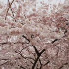 rompecabeza de flores de cerezo