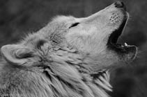 Rompecabeza en línea - lobo - alexandre alacchi