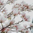 rompecabeza de magnolias