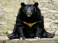 Rompecabeza en línea - oso asiatico