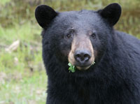 Rompecabeza en línea - oso negro