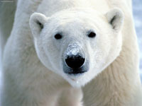 Rompecabeza en línea - oso polar