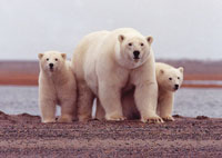 Rompecabeza en línea - Oso polar con lobato 