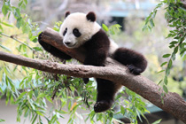 Rompecabeza en línea - panda en un árbol