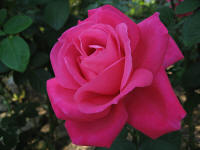 rompecabeza de rosa